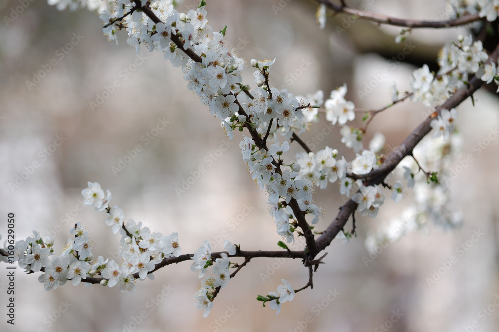 Blooming white tree Blooming white tree