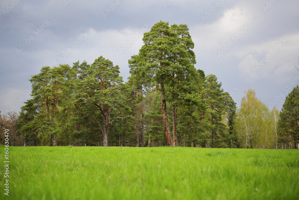 Obraz premium Beautiful green forest, landscape, natural background