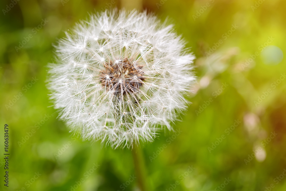Close up of white dandelion flower with green background and sun light Close up of white dandelion flower with green background and sun light