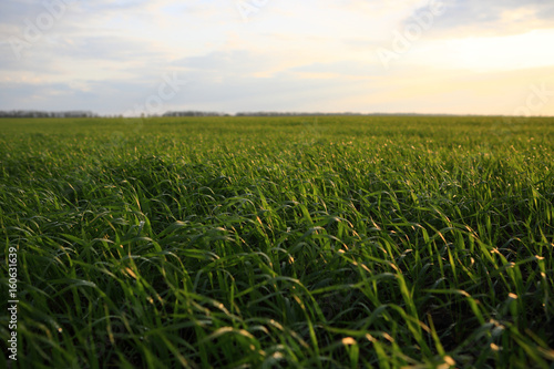 Fresh green field grass background