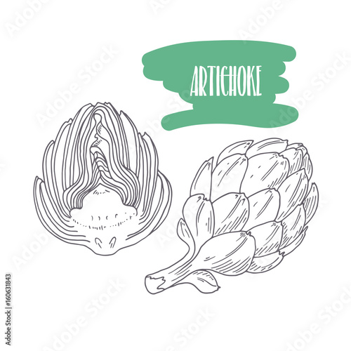 Hand drawn artichoke isolated on white. Sketch style vegetables with slices for market, kitchen or food package design
