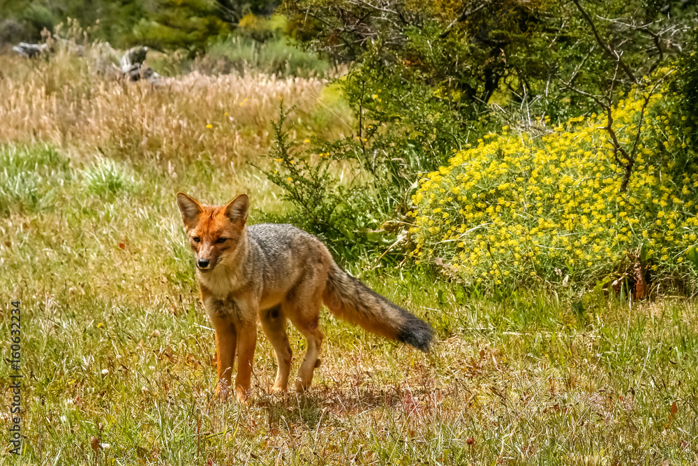Fototapeta premium Patagonian fox in the grass
