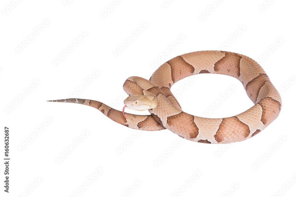 Obraz premium Copperhead Agkistrodon contortrix isolated