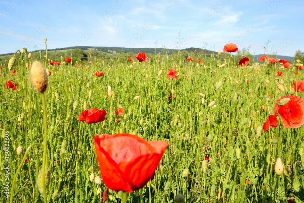 Poppy field with red poppies ripening macaws and blue sky