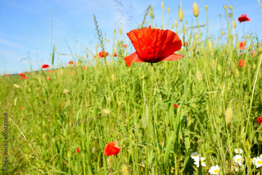 Poppy field with red poppies ripening macaws and blue sky