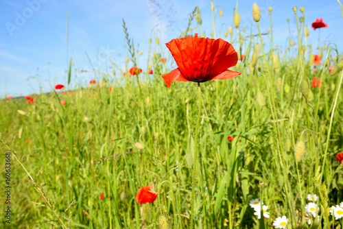 Obraz na płótnie Poppy field with red poppies ripening macaws and blue sky w salonie
