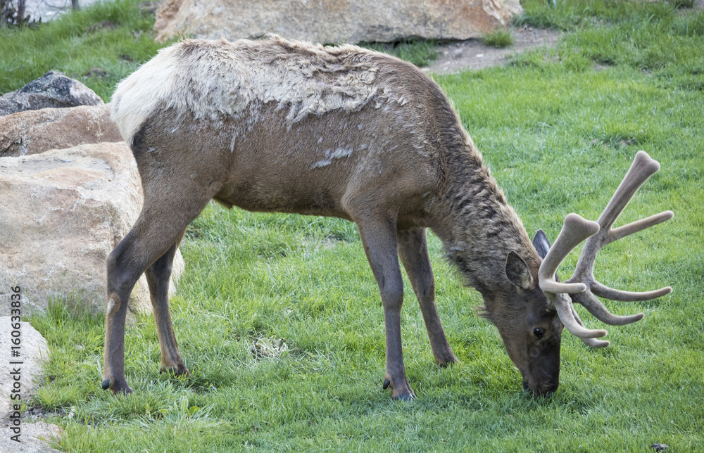 Naklejka premium Elk at Rocky Mountain National Park