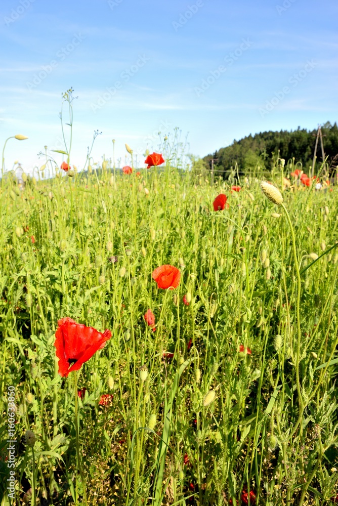 Poppy field with red poppies ripening macaws and blue sky
