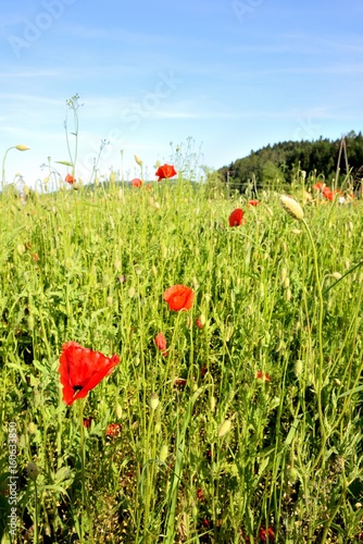 Obraz na płótnie Poppy field with red poppies ripening macaws and blue sky w salonie