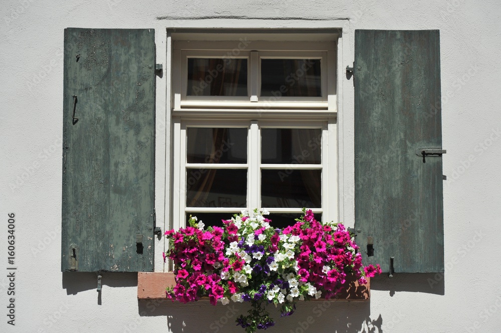 Begrüntes Fenster an einem alten Fachwerkhaus