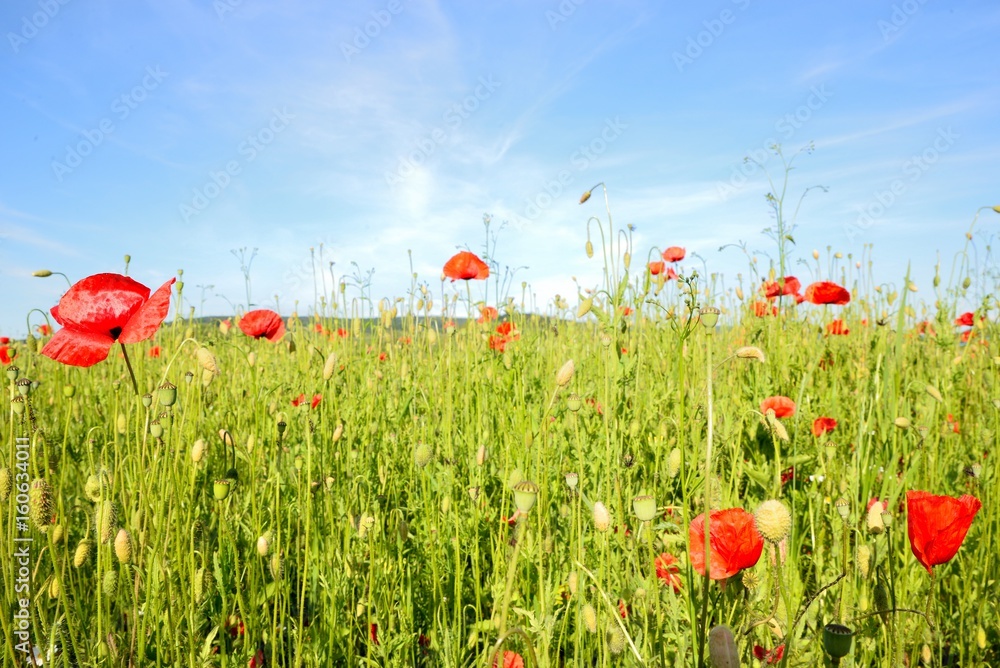 Poppy field with red poppies ripening macaws and blue sky