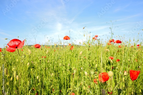 Obraz na płótnie Poppy field with red poppies ripening macaws and blue sky w salonie