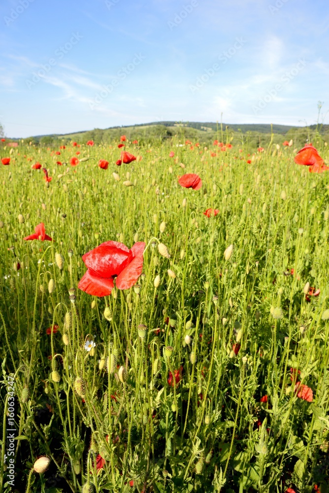 Poppy field with red poppies ripening macaws and blue sky