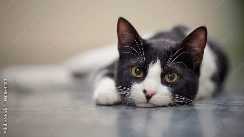 Naklejka premium Portret smutnego kota czarno-biały kolor