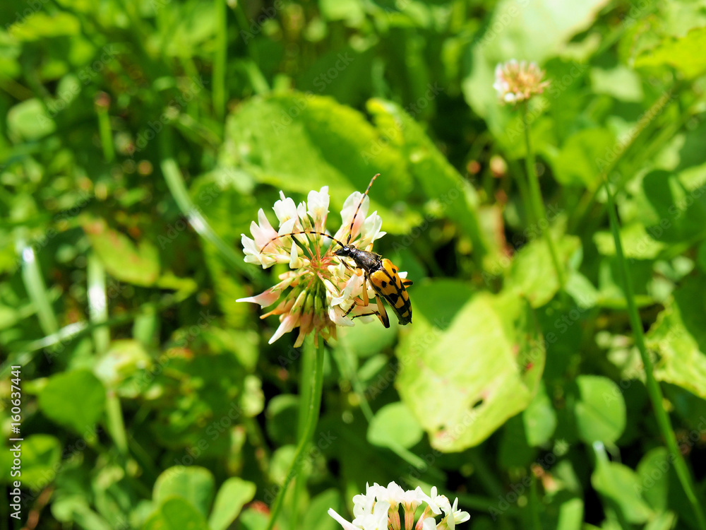 Fototapeta premium schwarz-gelbes Insekt