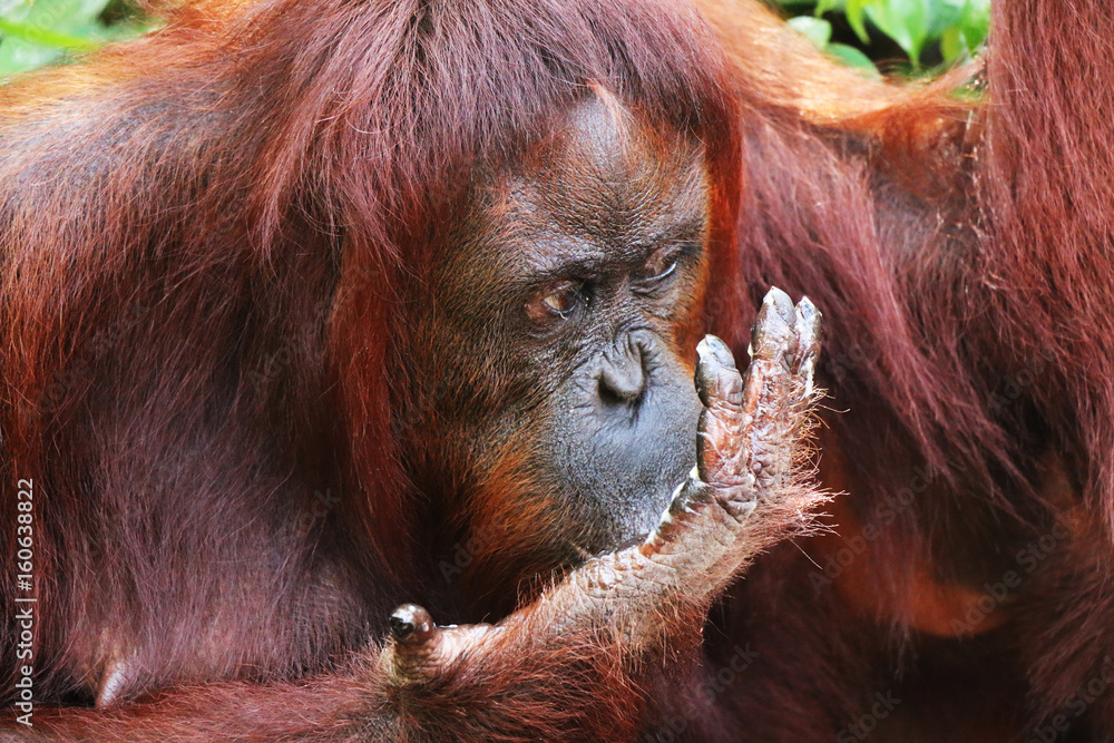 Obraz premium Eating orangutan in Borneo forest closeup of head.