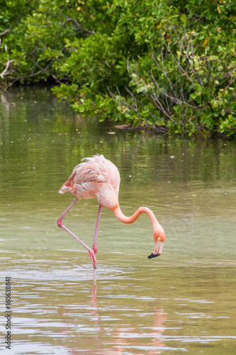 Flamingo on Palma island of San Bernardo archipelago  Colombia