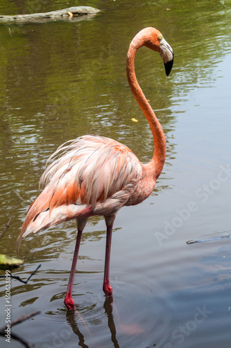 Flamingo on Palma island of San Bernardo archipelago  Colombia