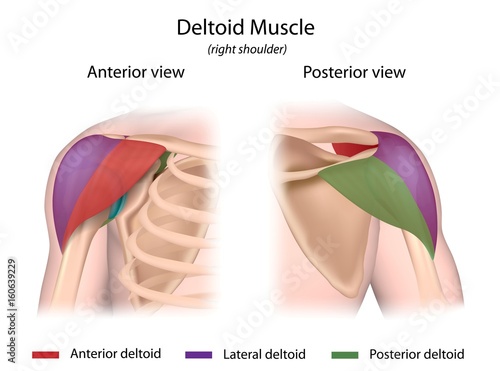 Tableau sur toile Deltoid muscle 3 parts color-coded