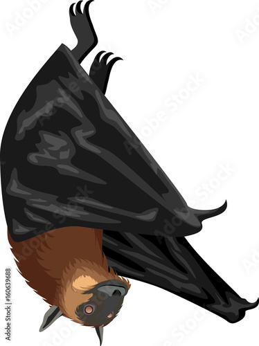 vector Fruit Bat or Flying Fox