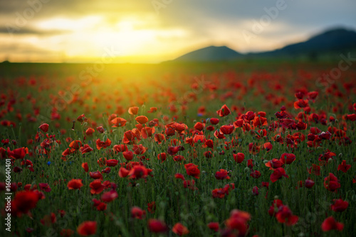 Poppy field at sunset © ba11istic