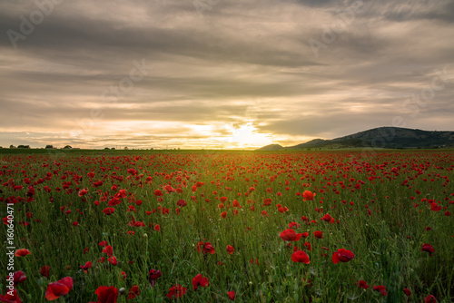 Fototapeta Naklejka Na Ścianę i Meble -  Poppy field at sunset