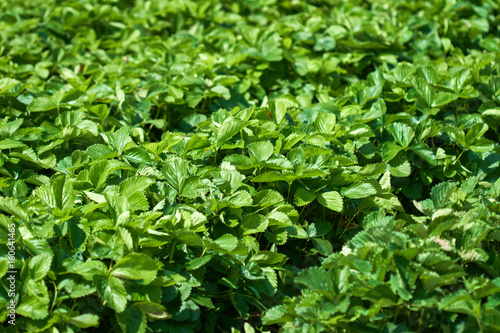 Wallpaper Mural Rows on strawberry field Torontodigital.ca