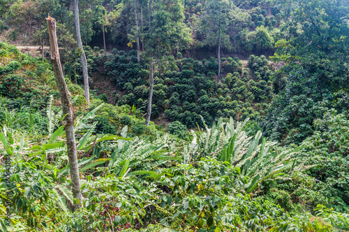 Coffee plantantion near Manizales, Colombia