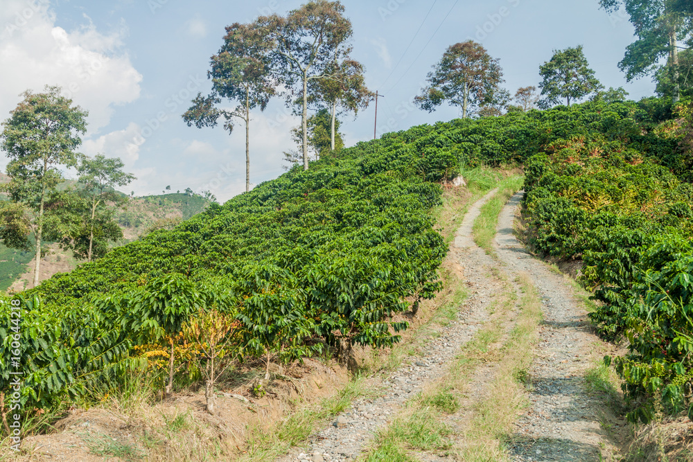 Road through coffee plantantions near Manizales, Colombia