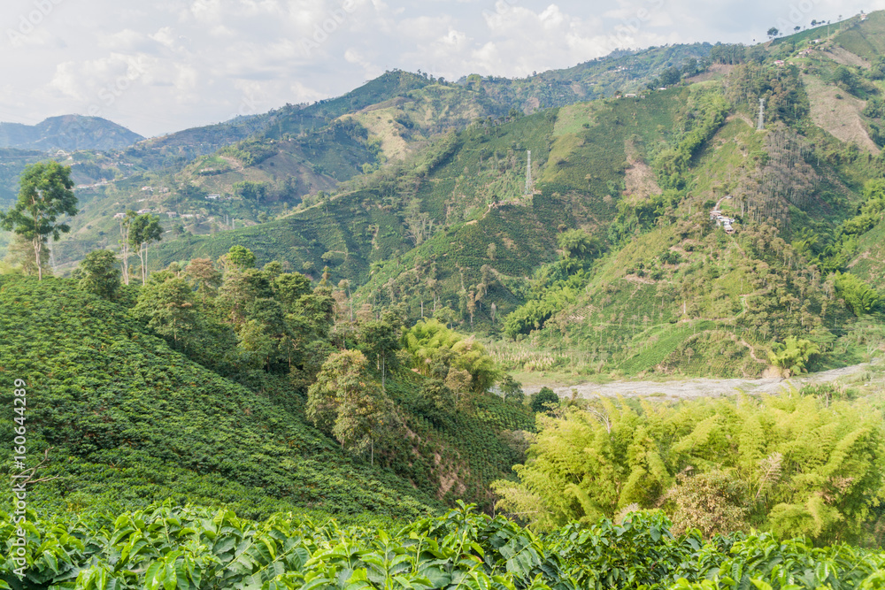 Coffee plantation near Manizales, Colombia