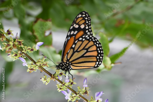 Butterfly 2017-66   Monarch on a branch