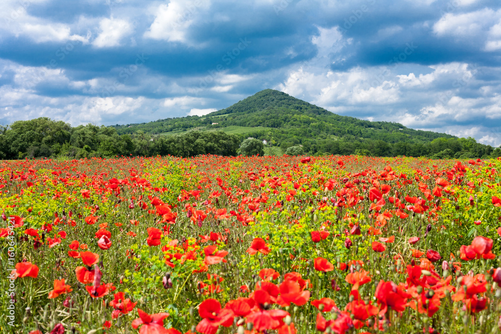 Red poppy field in front of a green hill