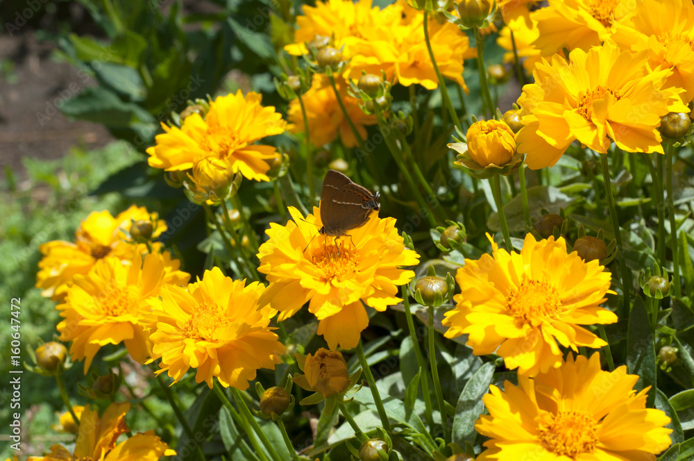 A butterfly on a Yellow coreopsis flowers in the garden A butterfly on a Yellow coreopsis flowers in the garden