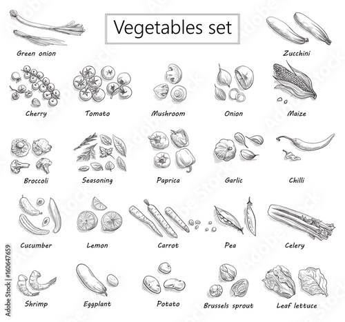 collection of vegetables hand-drawn vector illustration