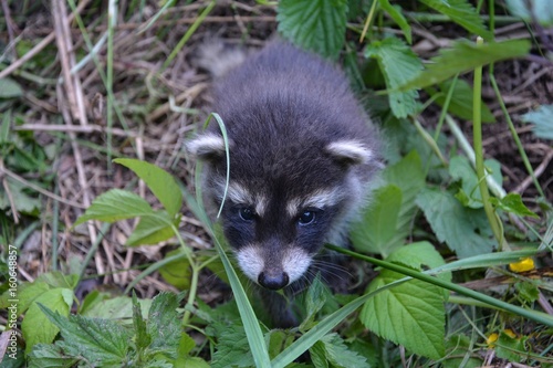 Ein kleines Waschbär - Baby in der Natur