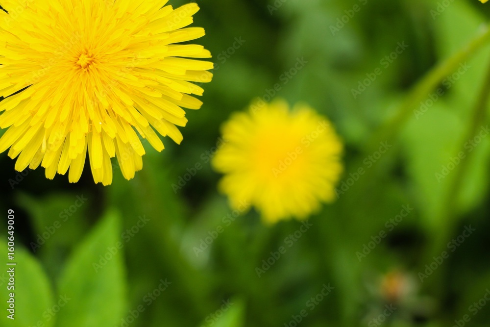 Yellow dandelion flower in a garden close-up. Yellow dandelion flower in a garden close-up.