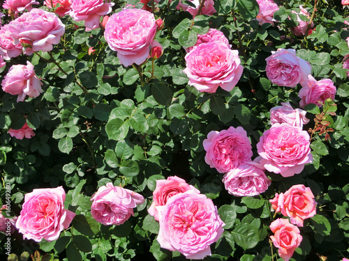English roses garden in Sennan City, Osaka, Japan 