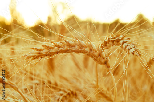 gold ears of wheat close up on a background of azure sky