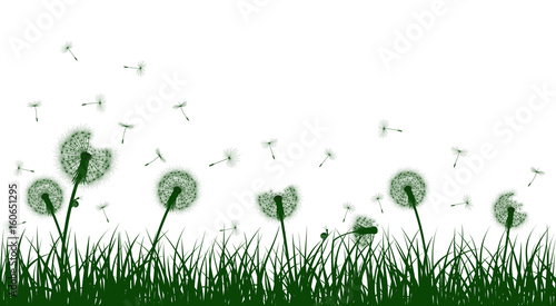 Naklejka Zielonej trawy sylwetki z dandelion kwiatami, wektorowa ilustracja.