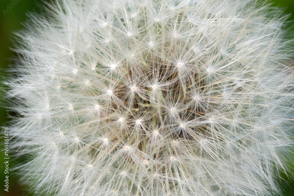 Background of the head of a dandelion with seeds.  Delicate dandelion seeds. Wild flower in the meadow.