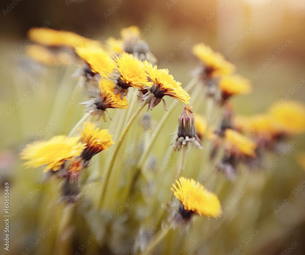 Fototapeta premium Blossoming of a yellow dandelion.