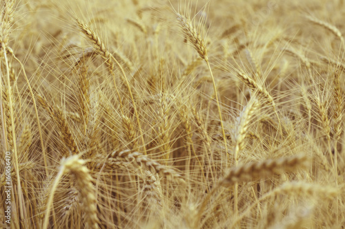 Background of golden ears of wheat © Sergio 