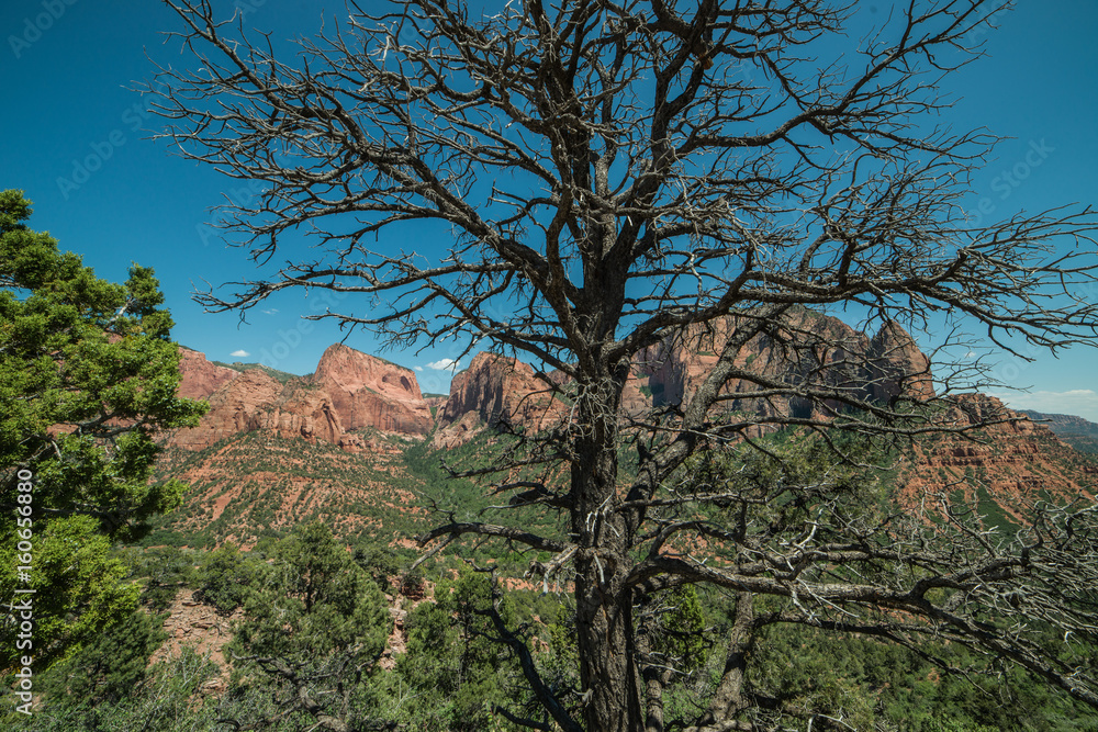 Panorama of Kolobs Canyons with Trees in the Foreground in Zion National Park, Utah on a Clear Day Panorama of Kolobs Canyons with Trees in the Foreground in Zion National Park, Utah on a Clear Day