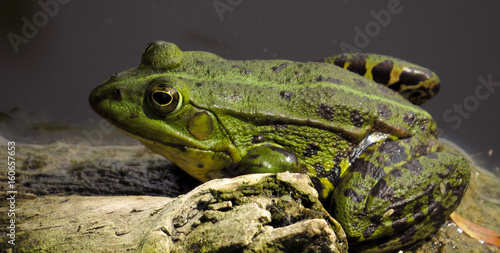 A green frog in the pond is watching you photo
