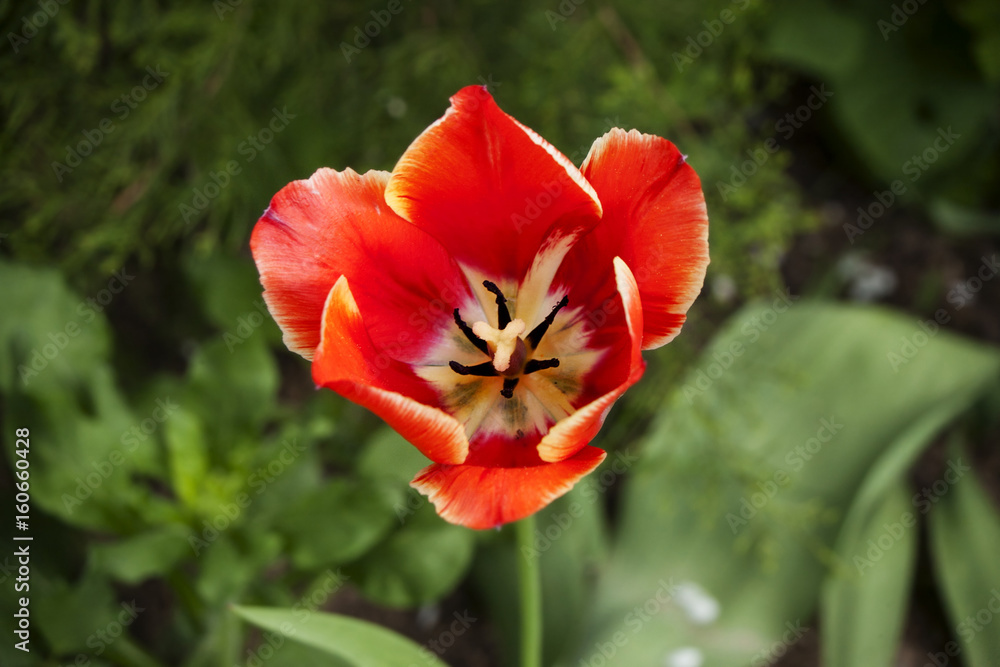 Blooming yellow-red tulip flower, top view close-up Blooming yellow-red tulip flower, top view close-up