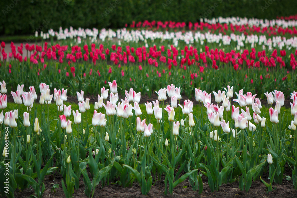 Plantations of Tulips miliarity decorative white. Flowers tulips Burgundy - luxury of the Dutch variety. Tulip Lily exquisite. Cup-shaped flower.