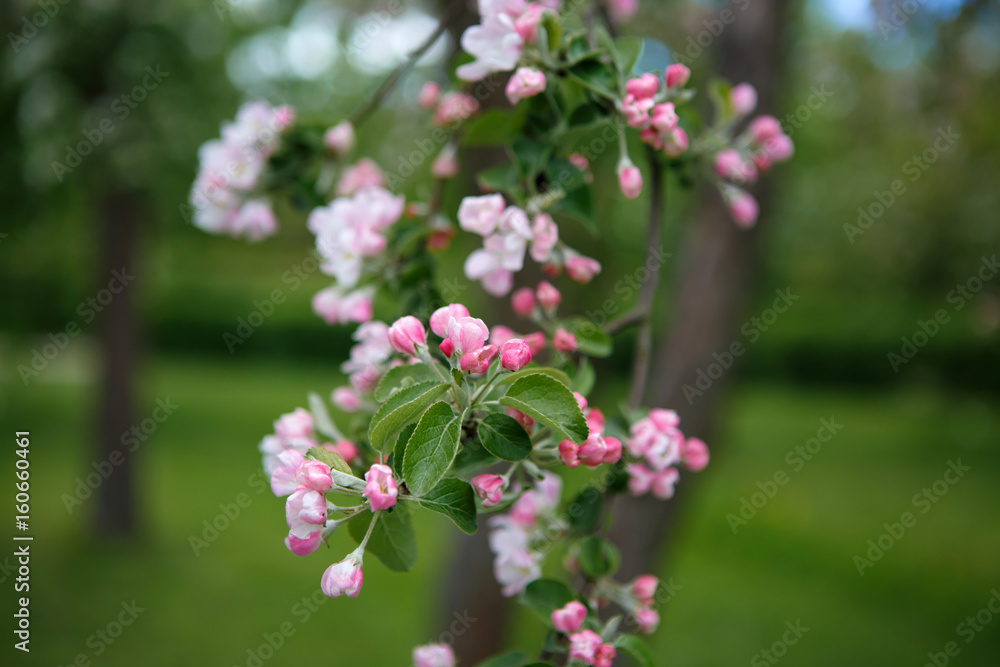 Flowers on a branch of Apple. Summer blossoming of nature. Delicate flowers of fruit tree. Sakura tender. Flowers on a branch of Apple. Summer blossoming of nature. Delicate flowers of fruit tree. Sakura tender.