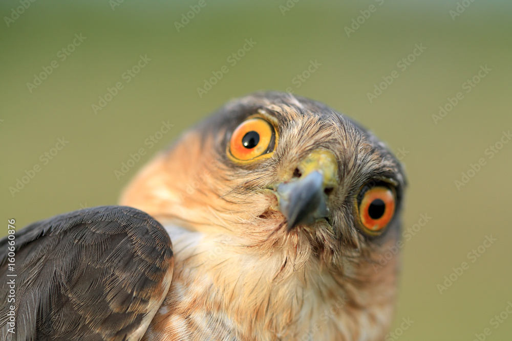 Fototapeta premium Birds of Europe and World - Sparrow-hawk