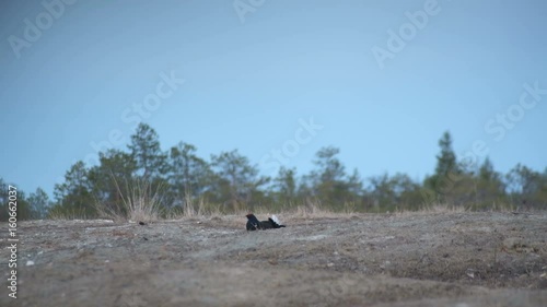 Black grouse (tetrao tetrix) in nature habitat. A black grouse calling early. photo