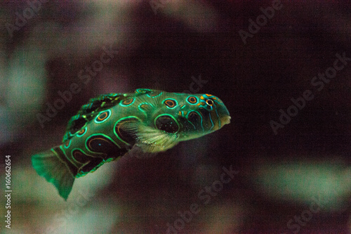 Picturesque Dragonet fish Synchiropus picturatus photo